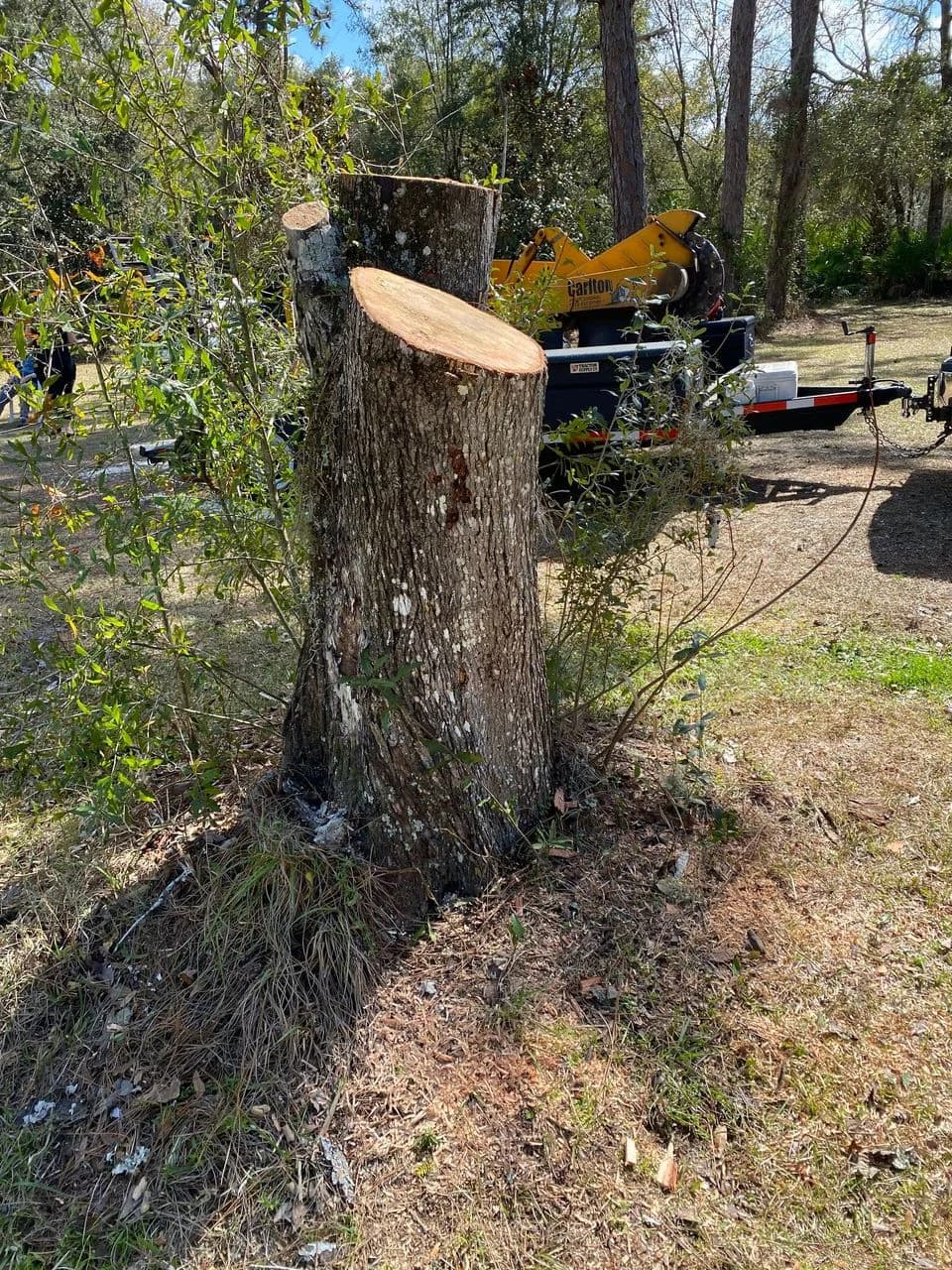 Stump ready for grinding in Central Florida