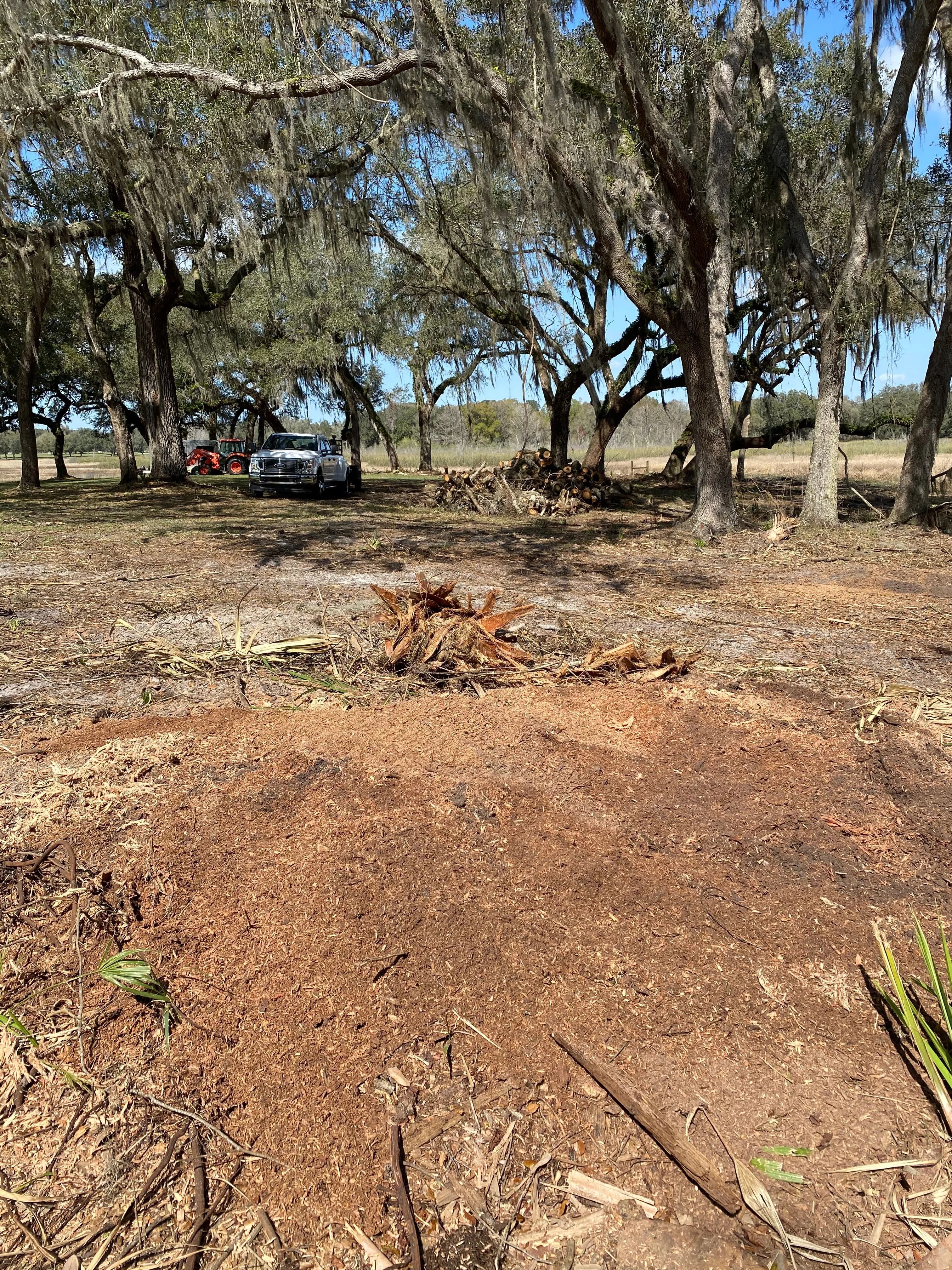 Cleared land after professional stump grinding