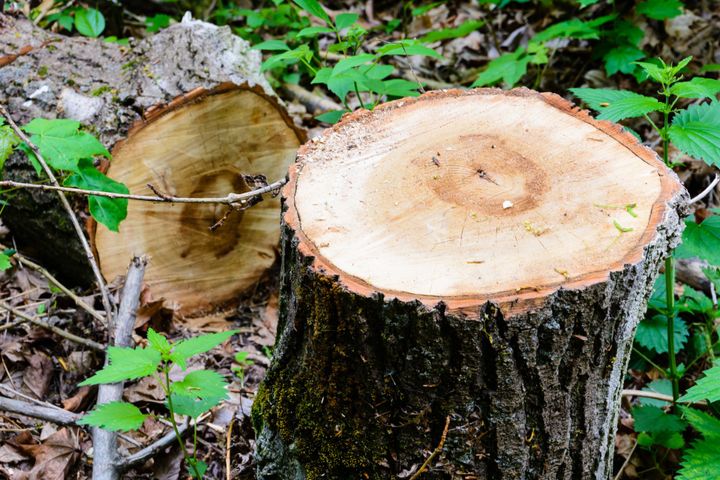 Stump Removal Service