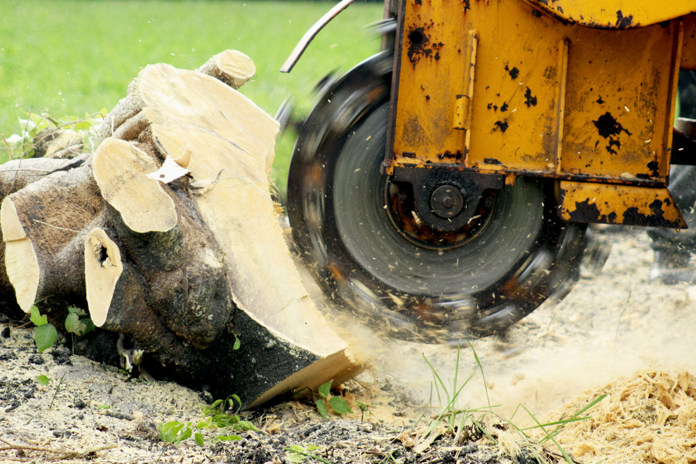 Tree Stump Grinding